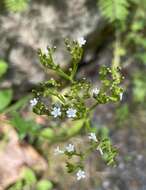 Image of Scouler's Valerian