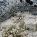 Image of Southern sharpnose sandperch