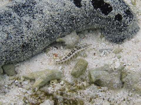 Image of Southern sharpnose sandperch