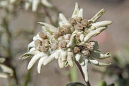 Image of edelweiss