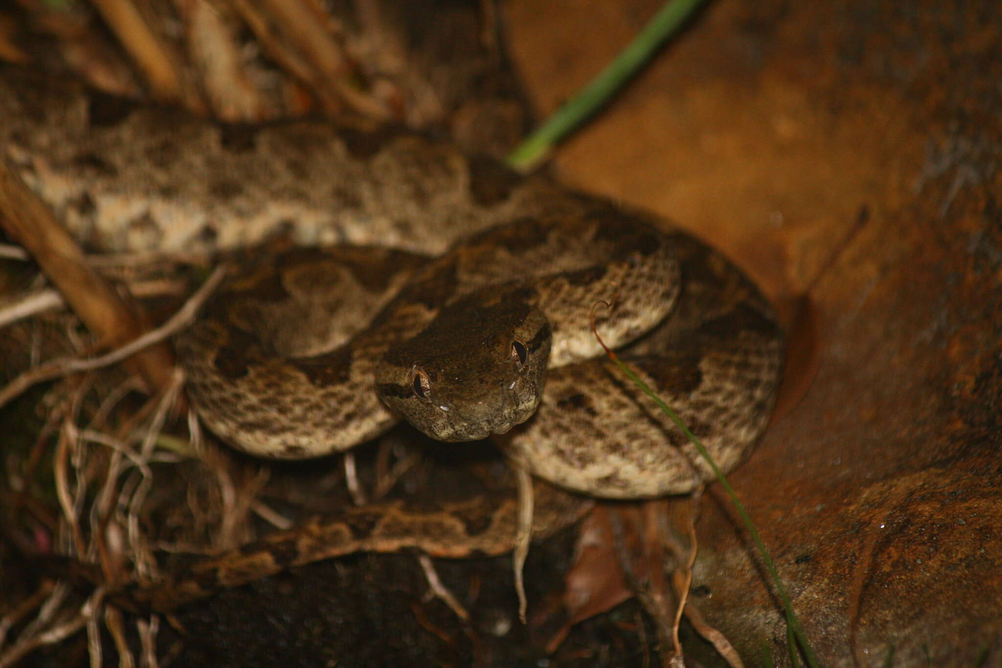 Image of Elegant pitviper