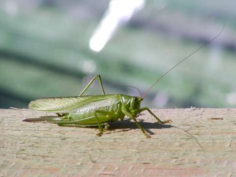 Image of Great green bushcricket