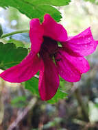 Image of salmonberry