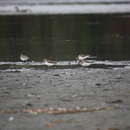 Image of Calidris alpina pacifica (Coues 1861)