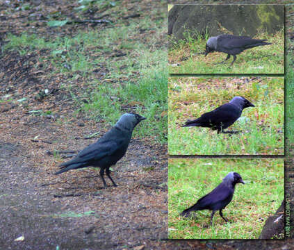 Image of Eurasian Jackdaw