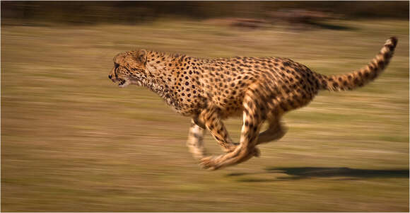 Image of Namibian cheetah