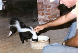 Image of Hooded and Striped Skunks