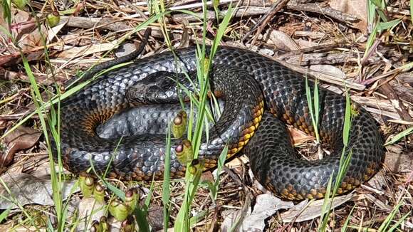 Image of Notechis scutatus occidentalis Glauert 1948