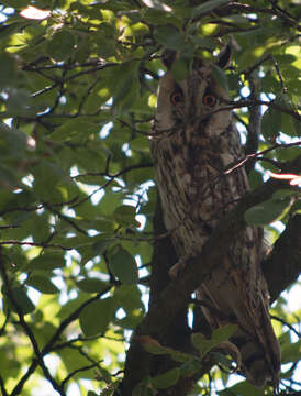 Image of Long-eared Owl