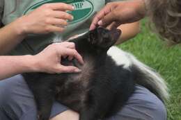 Image of Hooded and Striped Skunks