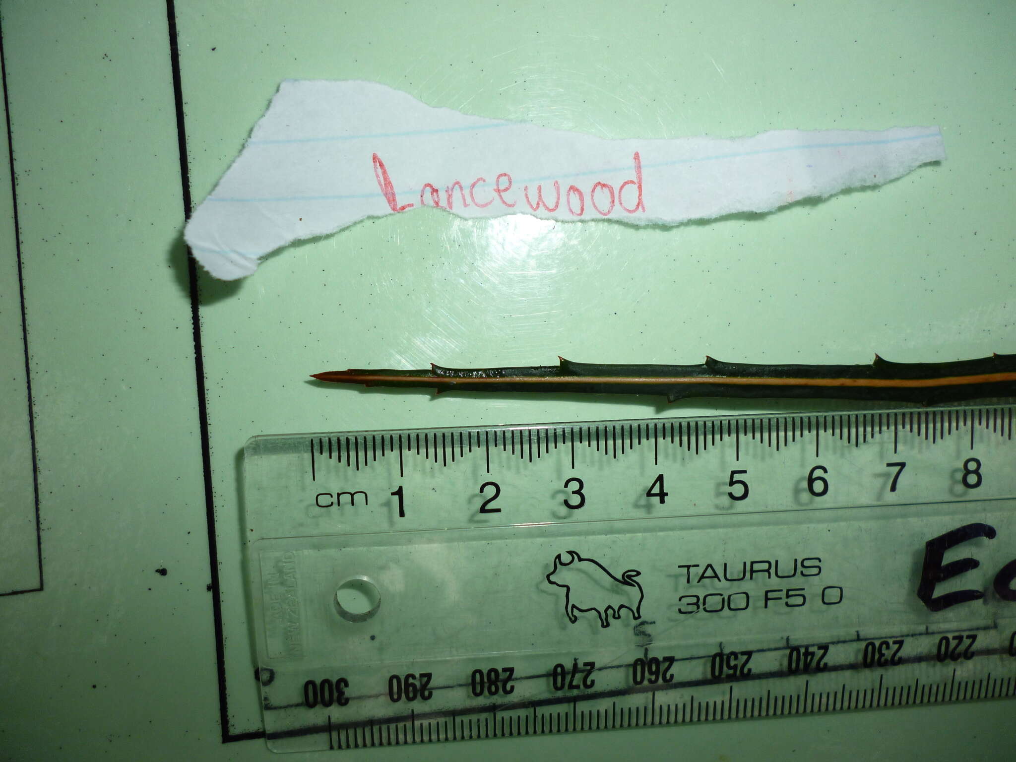 Image of lancewood