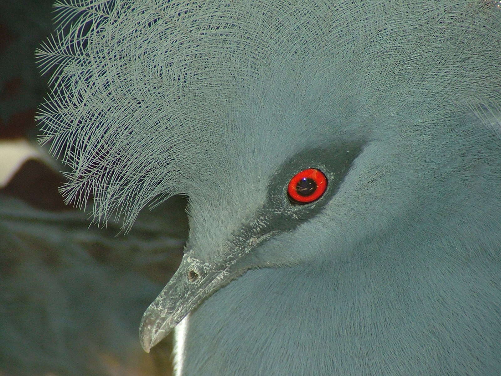 Image of Blue Crowned-pigeon