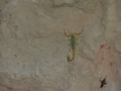 Image of Deathstalker scorpion