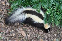 Image of Hooded and Striped Skunks