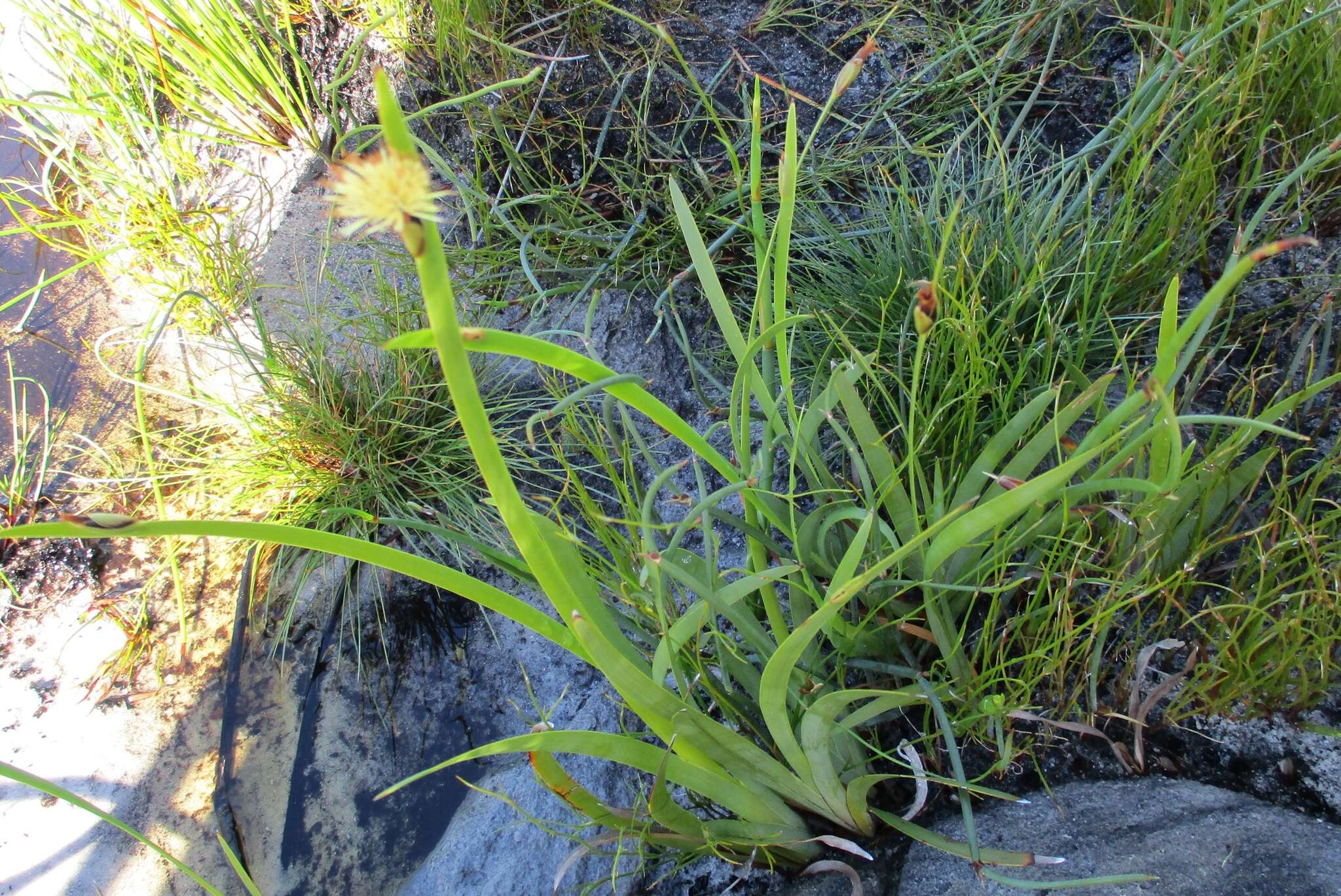 Image of Chrysitrix capensis var. capensis