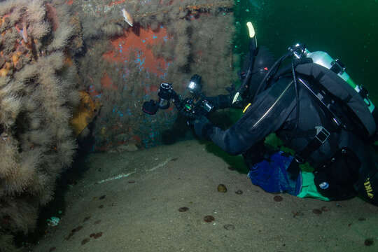 Image of Goosefish