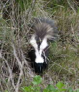 Image of Hooded and Striped Skunks