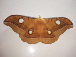 Image of Antheraea mylitta