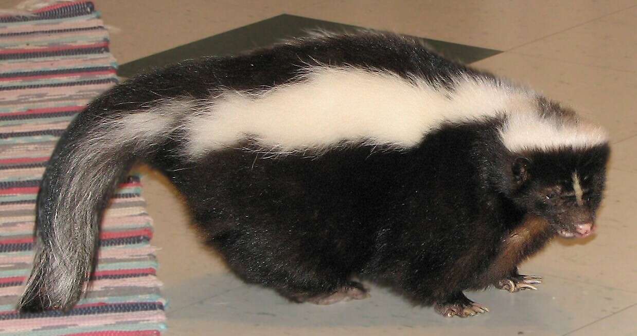 Image of Hooded and Striped Skunks