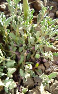 Image of Ceropegia alpina (R. A. Dyer) Bruyns