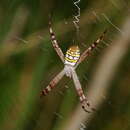 Imagem de Argiope picta L. Koch 1871