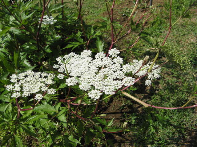 Image of Angelica acutiloba (Sieb. & Zucc.) Kitag.