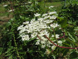 Image of Angelica acutiloba (Sieb. & Zucc.) Kitag.