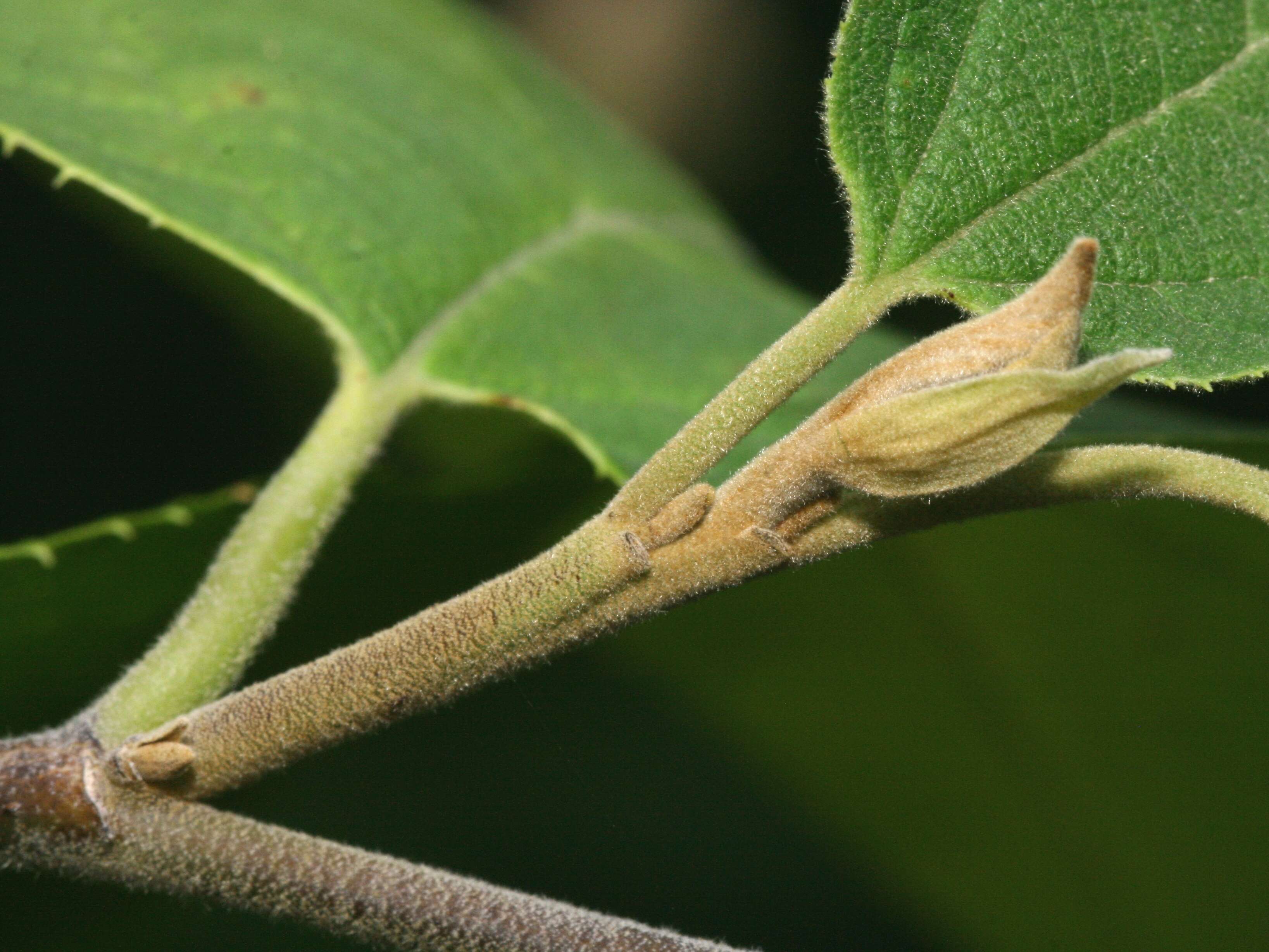 Imagem de Sinowilsonia henryi Hemsl.