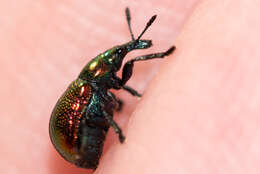 Image of poplar leaf-rolling weevil