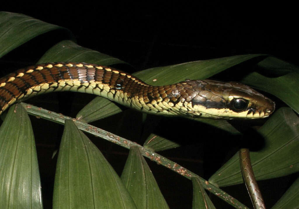 Image of Dendrelaphis schokari (Kuhl 1820)