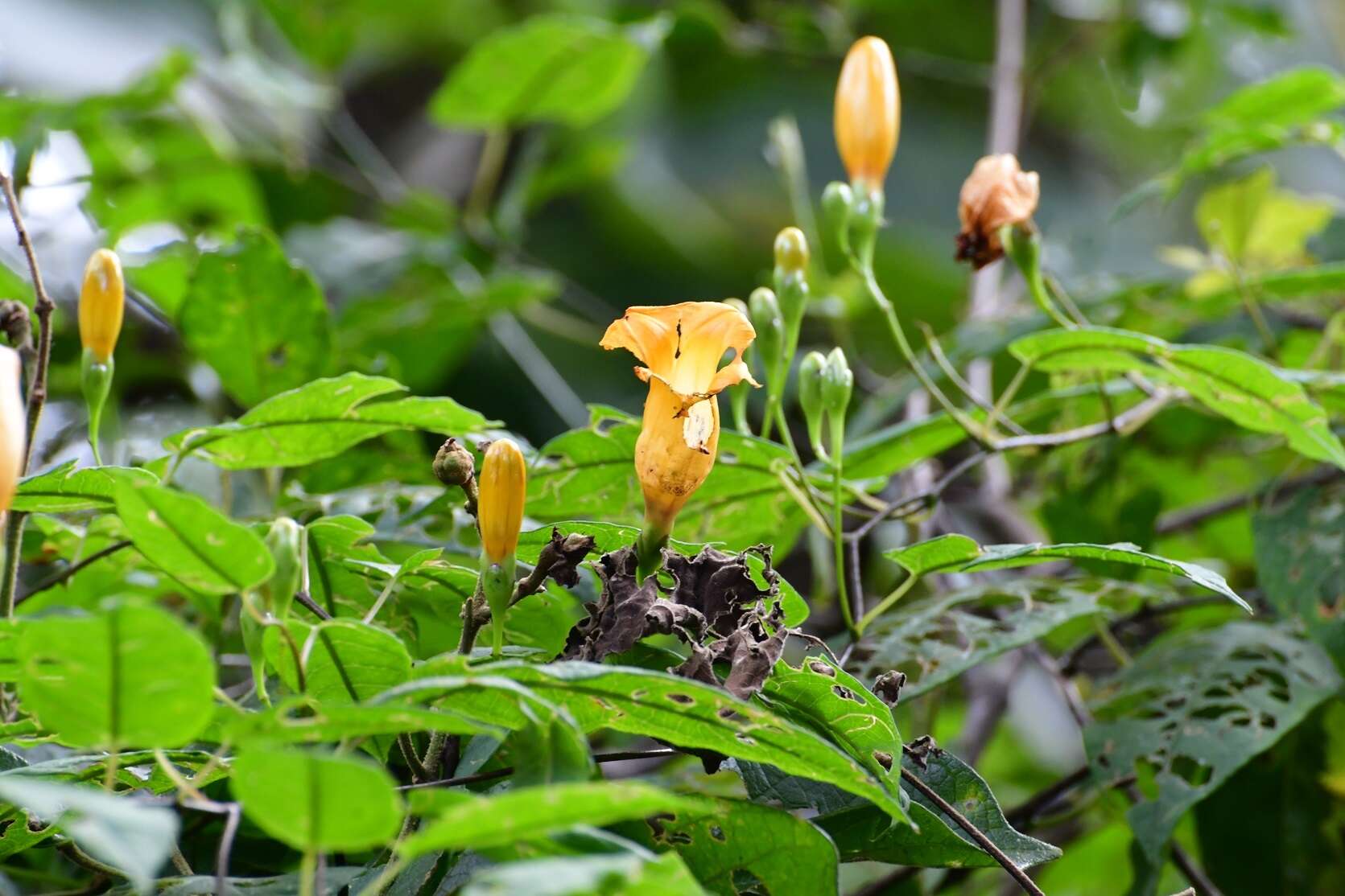 Ipomoea aurantiaca L. O. Williams resmi