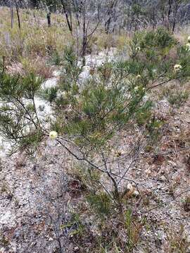 Image of Melaleuca borealis L. A. Craven