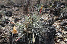 Слика од Tillandsia schiedeana Steud.