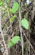 Image de Pyrenacantha scandens (Thunb.) Planch. ex Harv.