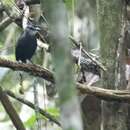 Image of Lunulated Antbird