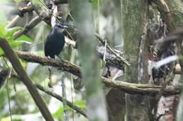 Image of Lunulated Antbird