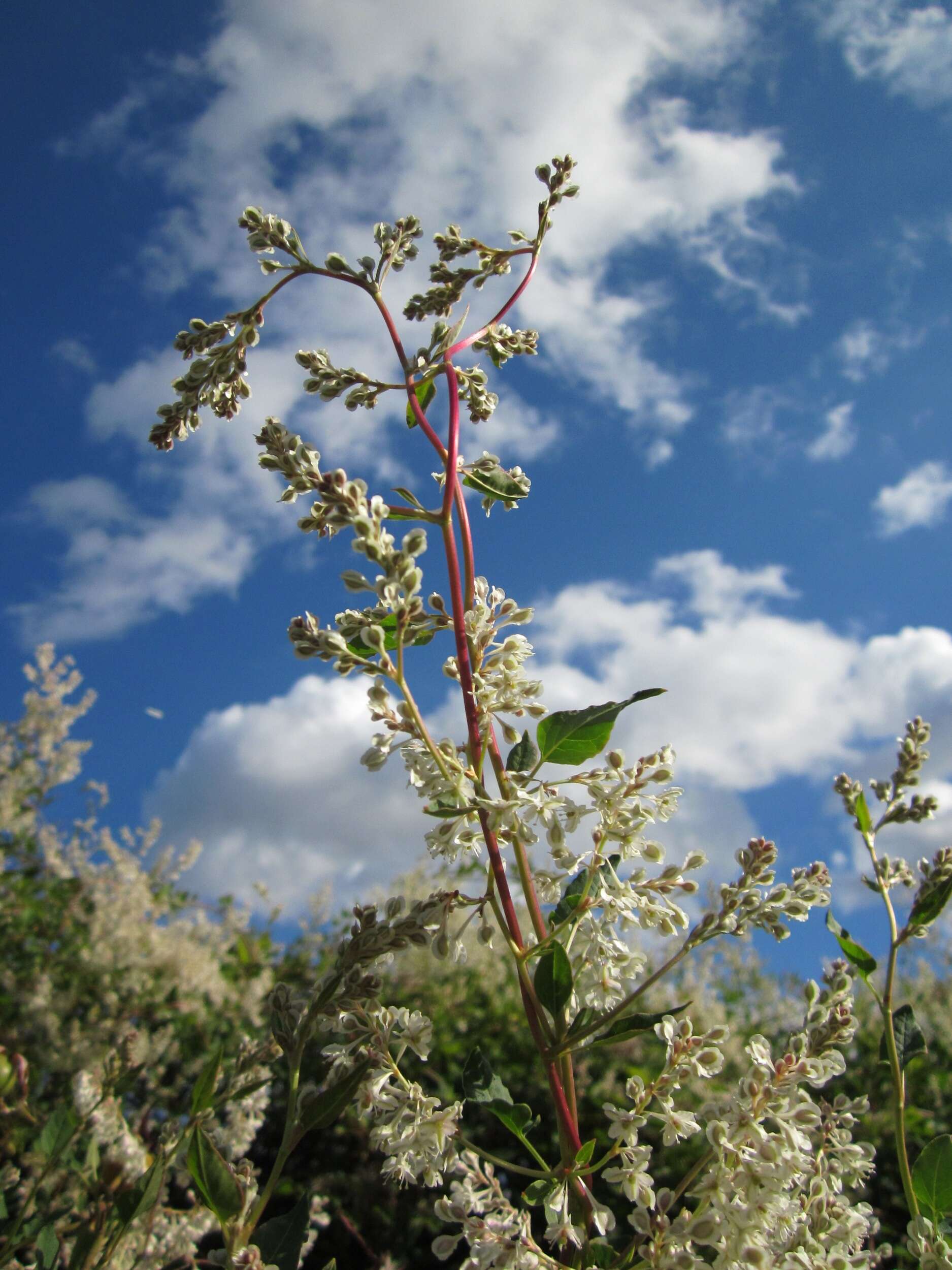 Image of Fallopia baldschuanica