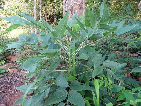 Image of Steganotaenia araliacea Hochst.