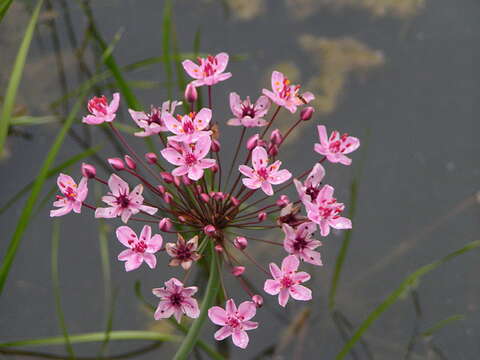 Image of flowering rush family