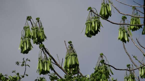 Image of Gyrocarpus jatrophifolius Domin