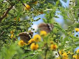 Sivun Vachellia kosiensis (P. P. Sw. ex Coates Palgr.) Kyal. & Boatwr. kuva