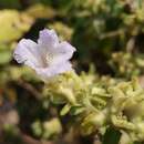 Strobilanthes ixiocephalus Benth. resmi