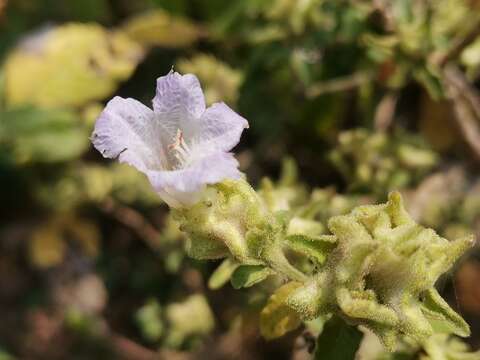 Image of Strobilanthes ixiocephalus Benth.