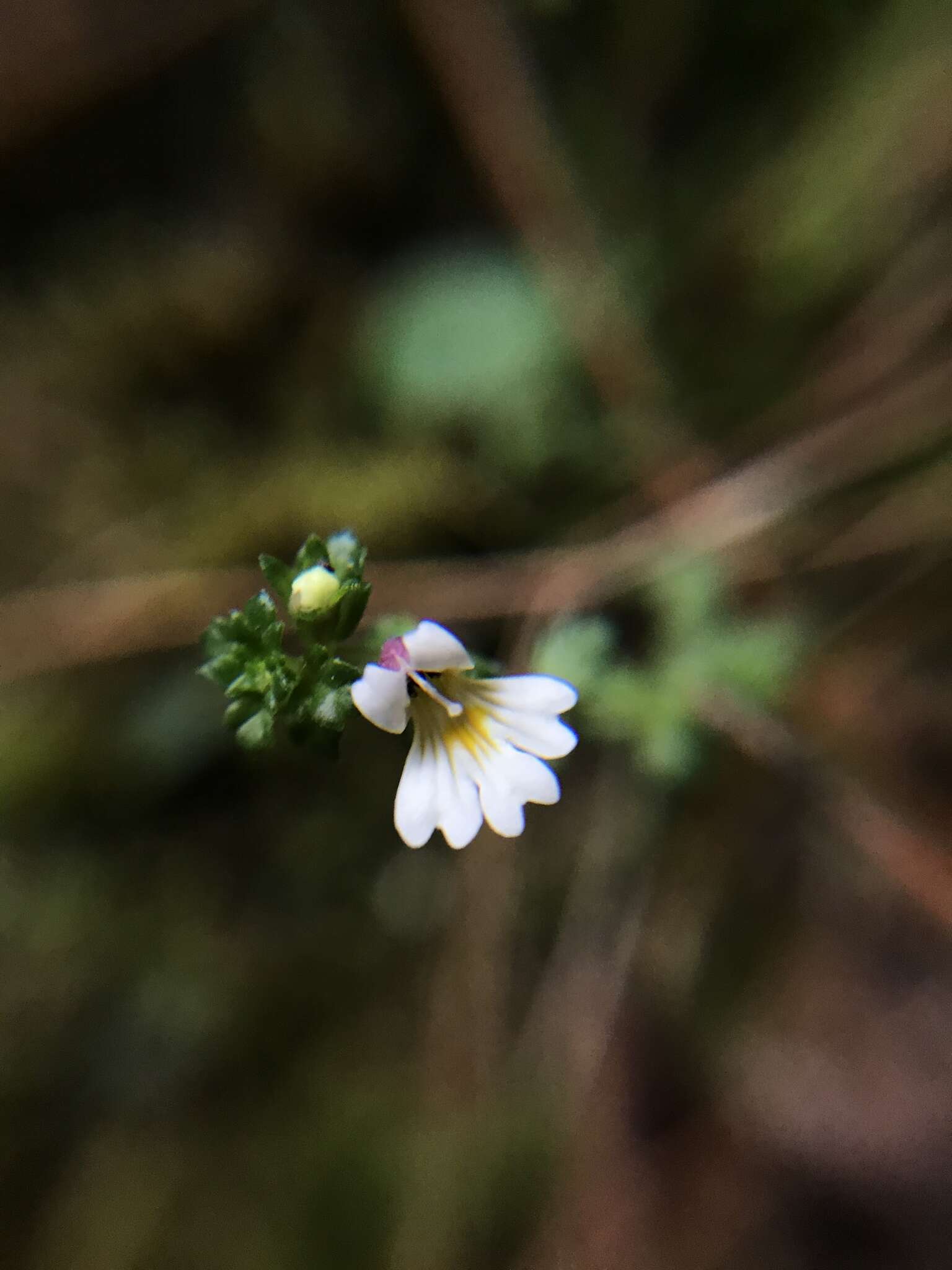 Image of Euphrasia transmorrisonensis var. durietziana (Ohwi) T. C. Huang & M. J. Wu