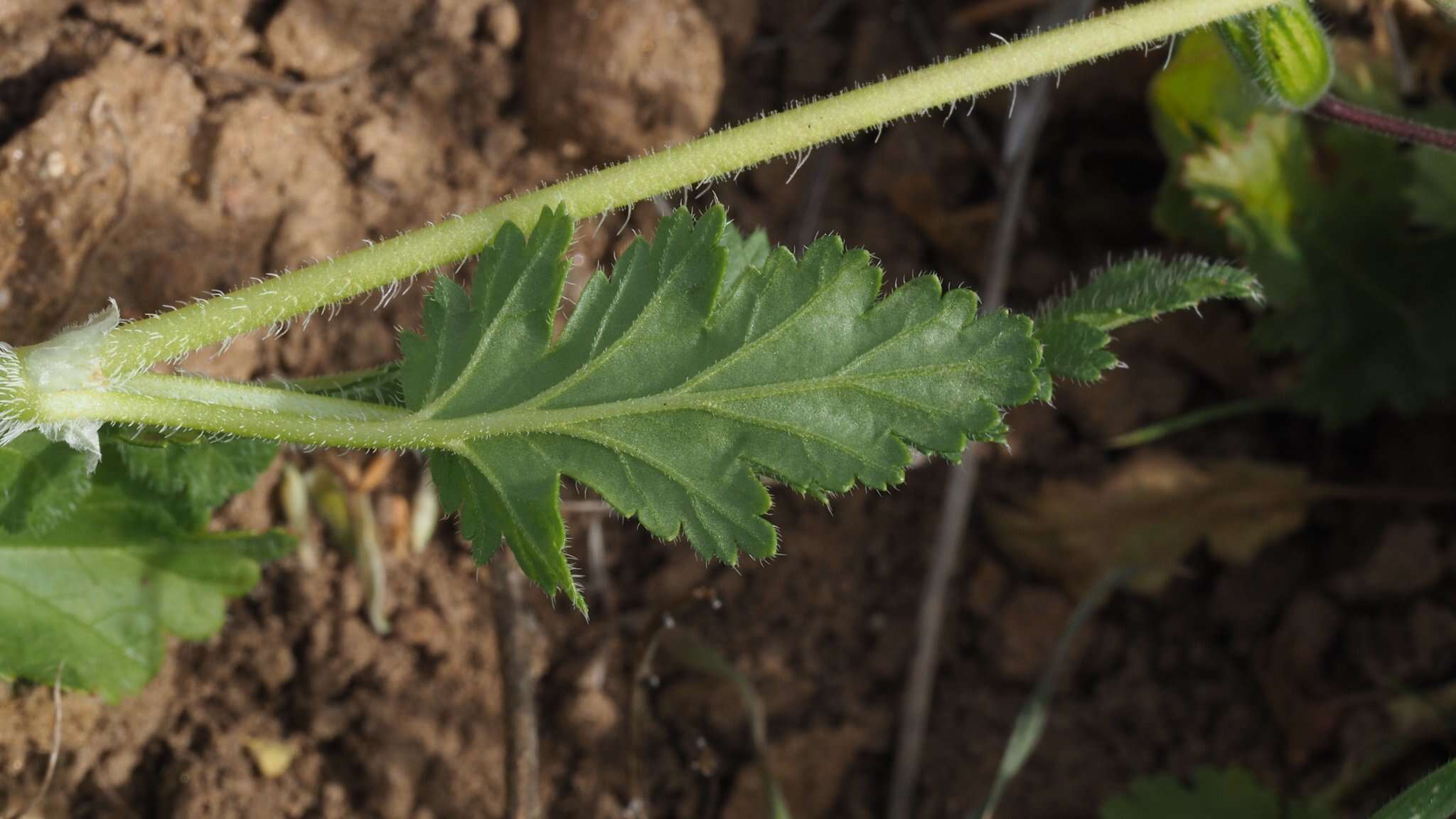 Слика од Erodium brachycarpum (Godr.) Thellung