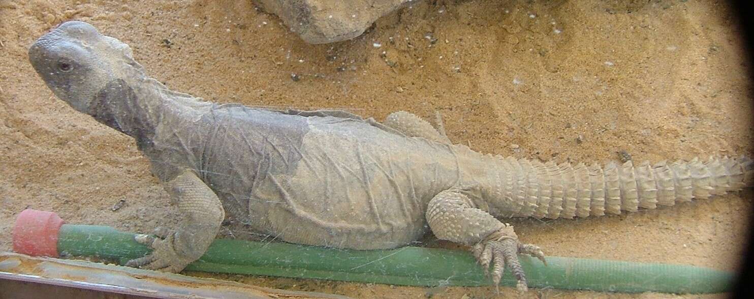 Uromastyx aegyptia (Forskal 1775)的圖片