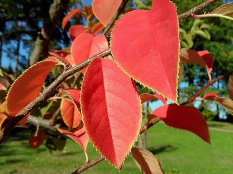 Image of Chinese-quince