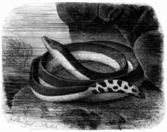 Image of Yellow-bellied sea snake