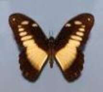 Image of White-banded Swallowtail