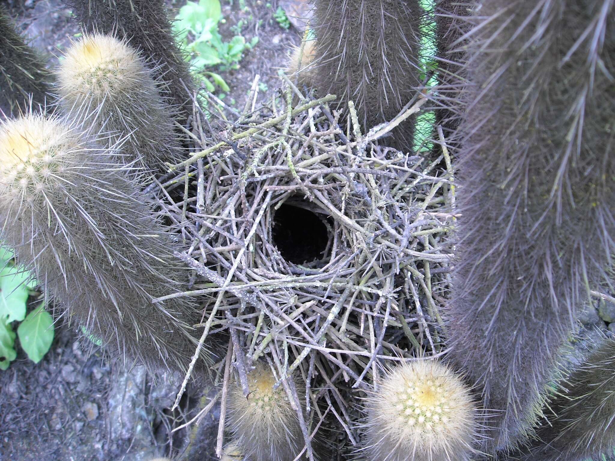 Image of Cactus Canastero
